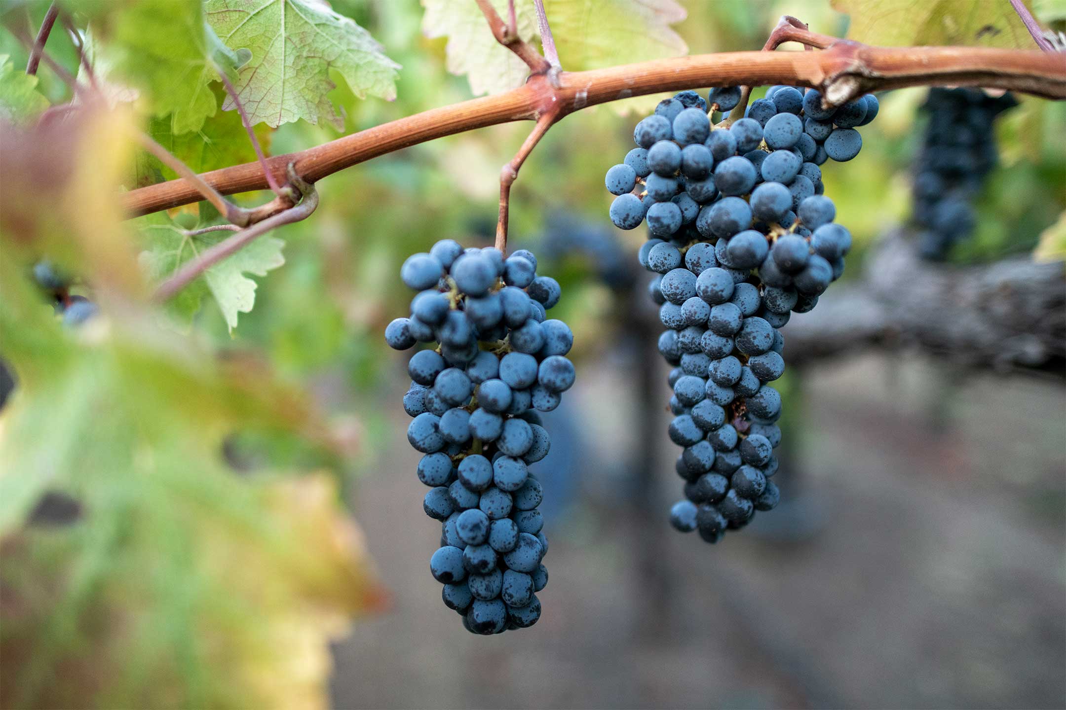 1787031511617972.jpg Cabernet-Sauvignon 赤霞珠 02.jpg