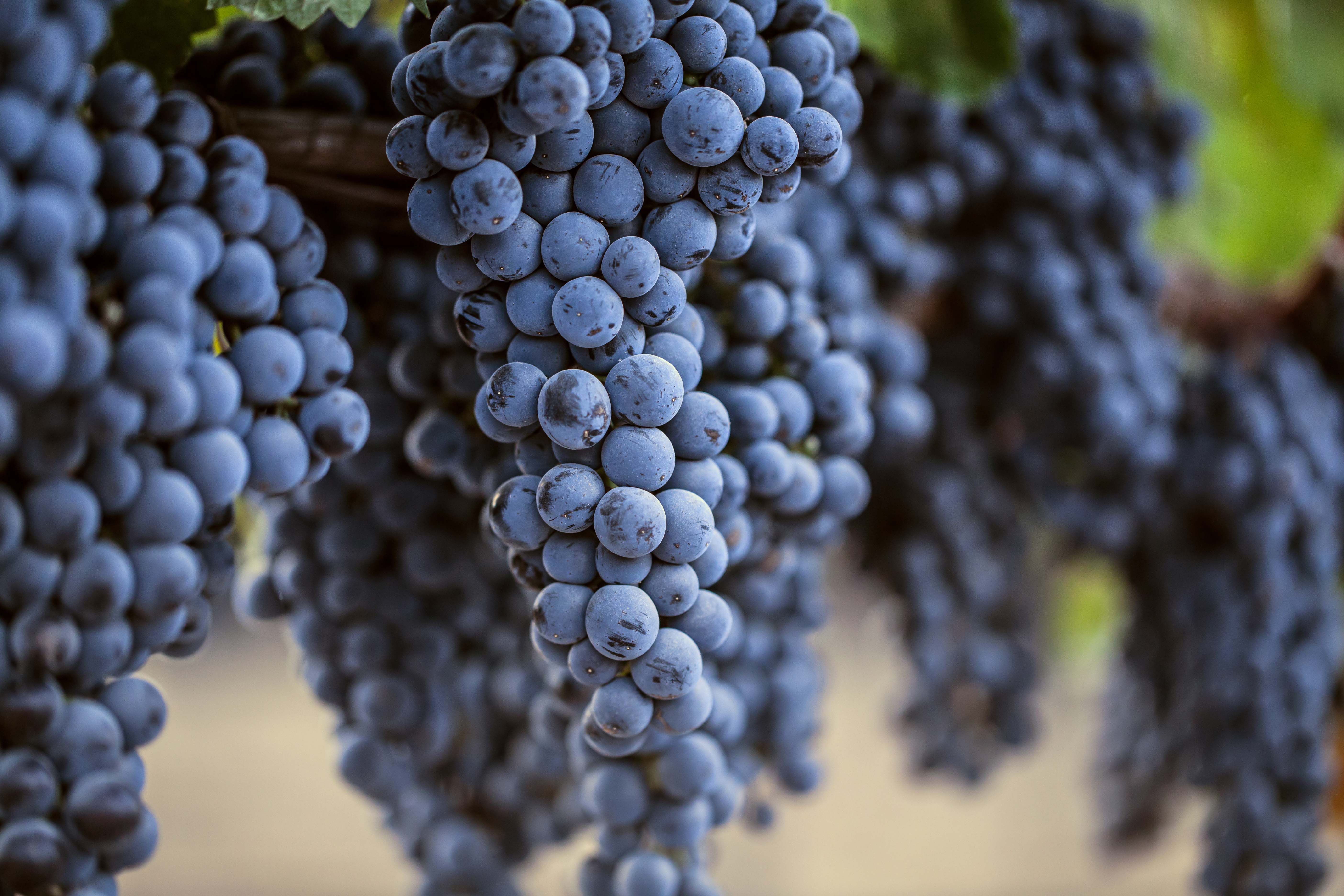 Merlot 梅洛 02.jpg